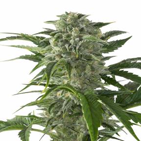Juggernaut feminised GanjaVIP Seeds