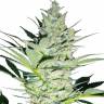 Juggernaut feminised GanjaVIP Seeds