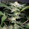 Juggernaut feminised GanjaVIP Seeds