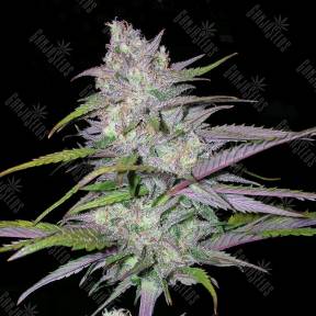 Arjan's Ultra Haze 2 feminised Green House Seeds