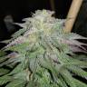 Master Kush feminised Dutch Passion Seeds Master Kush feminised Dutch Passion Seeds