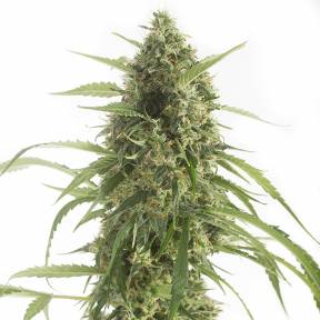 Auto White Widow XXL feminised Dinafem Seeds