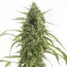 Auto White Widow XXL feminised купить в России