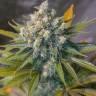 купить семена конопли в москве Auto Big Devil #2 regular