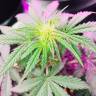 семена конопли онлайн Auto Big Devil #2 regular