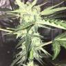 семена конопли онлайн Auto Big Devil #2 regular