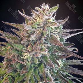 Hercules regular Ganja Seeds