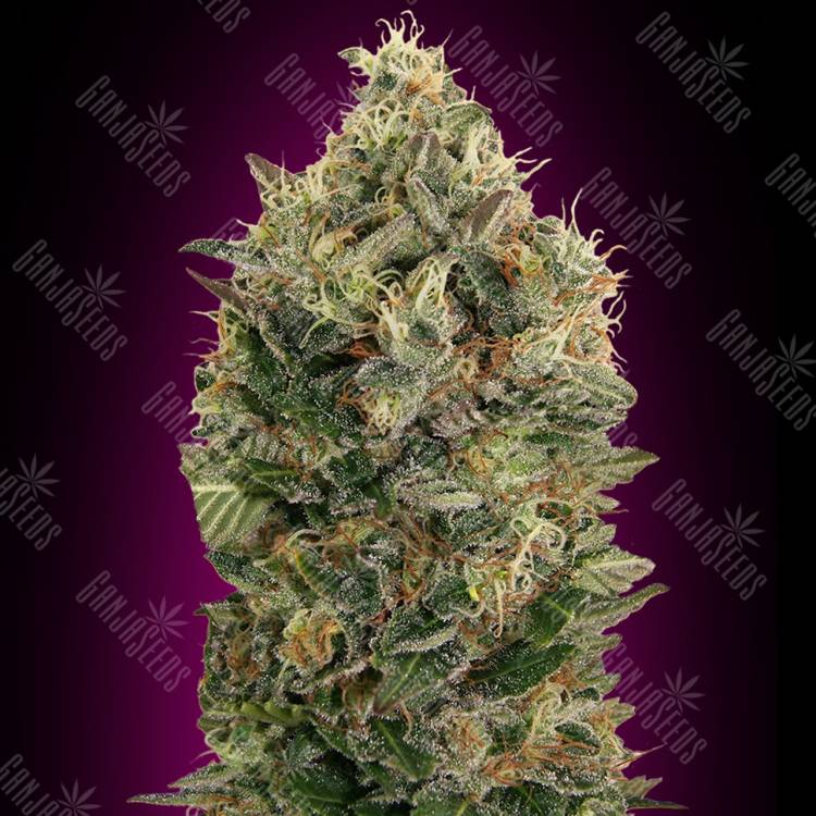 заказать на сайте семена конопли Auto Black Diesel feminised Advanced Seeds