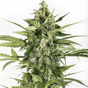Auto Blue Cheese feminised Dinafem Seeds