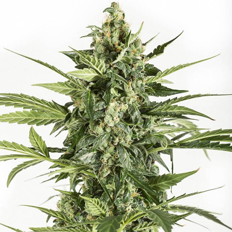 семена конопли в оригинальных упаковках Auto Blue Cheese feminised Dinafem Seeds