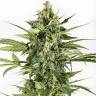 семена конопли в оригинальных упаковках Auto Blue Cheese feminised Dinafem Seeds