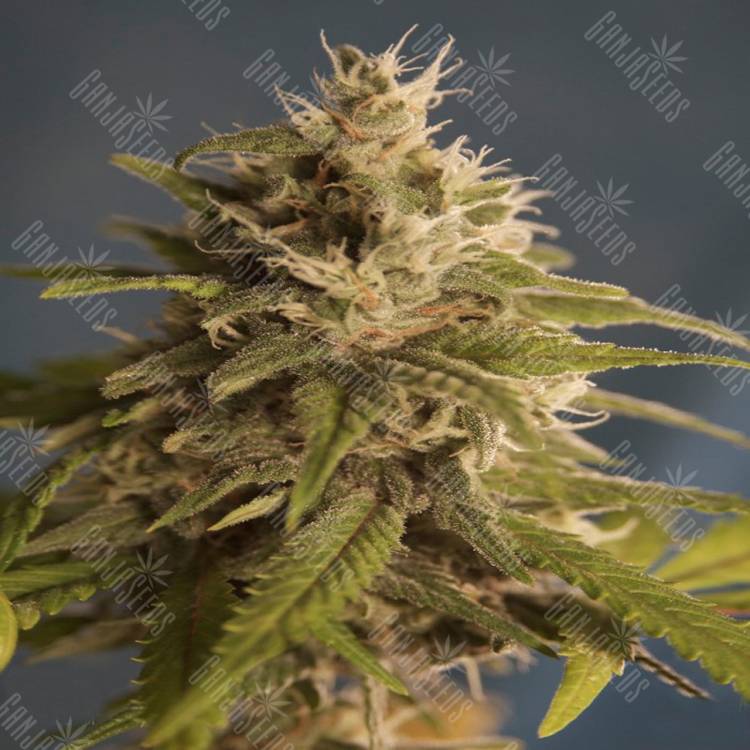 семена конопли для посадки купить Pure Afghan regular DNA Genetics