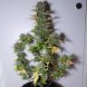 семена конопли дешево Auto G14 feminised Fast Buds семена конопли дешево Auto G14 feminised Fast Buds