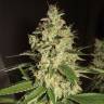 семена индийской конопли Raspberry Diesel feminised Humboldt Seeds