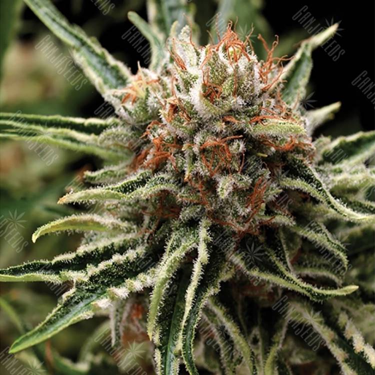 семена конопли с доставкой Shark feminised Pyramid Seeds