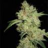 семена индийской конопли Shark feminised Pyramid Seeds