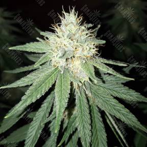 Sour Diesel feminised Royal Queen