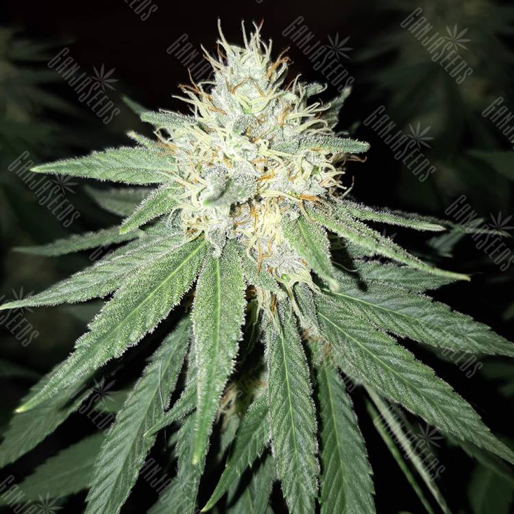 семена конопли в России Sour Diesel feminised Royal Queen