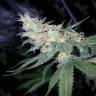 Купить семена конопли Sugar Black Rose fem fast Version в интернете