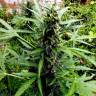 Sugar Black Rose feminised Ganja Seeds Fast Version качественные семена каннабиса в интернете