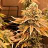 Качественные семена конопли Auto Bruce Banner feminised Ganja Seeds