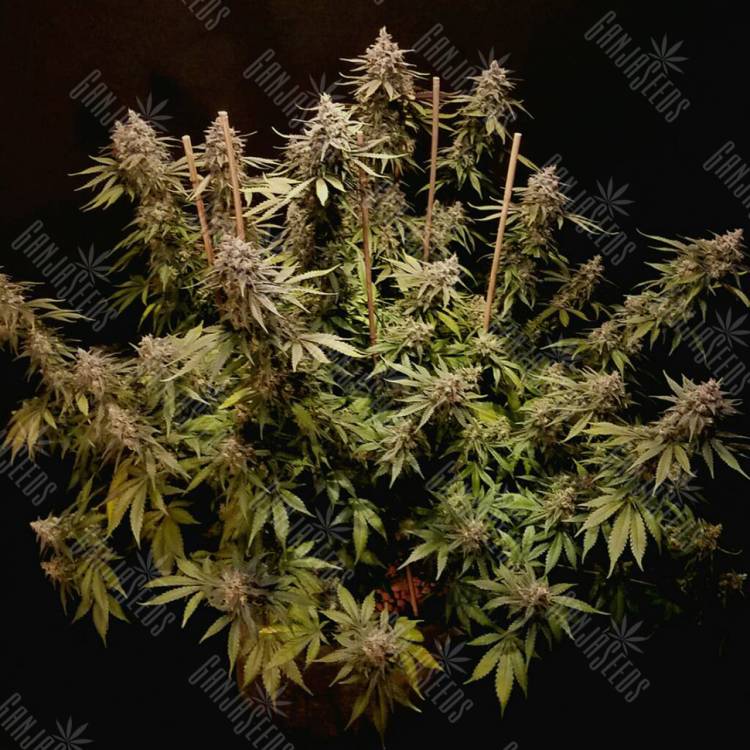 Mazar feminised Dutch Passion Seeds Mazar feminised Dutch Passion Seeds