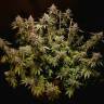 Mazar feminised Dutch Passion Seeds Mazar feminised Dutch Passion Seeds