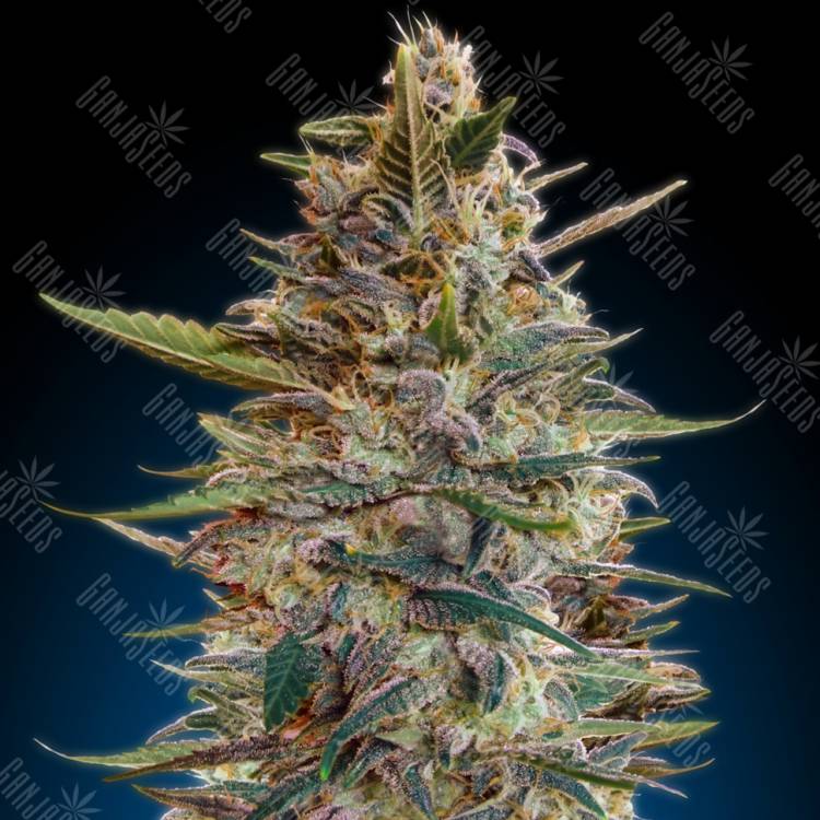 заказать качественные семена конопли Auto Blue Diesel feminised Advanced Seeds