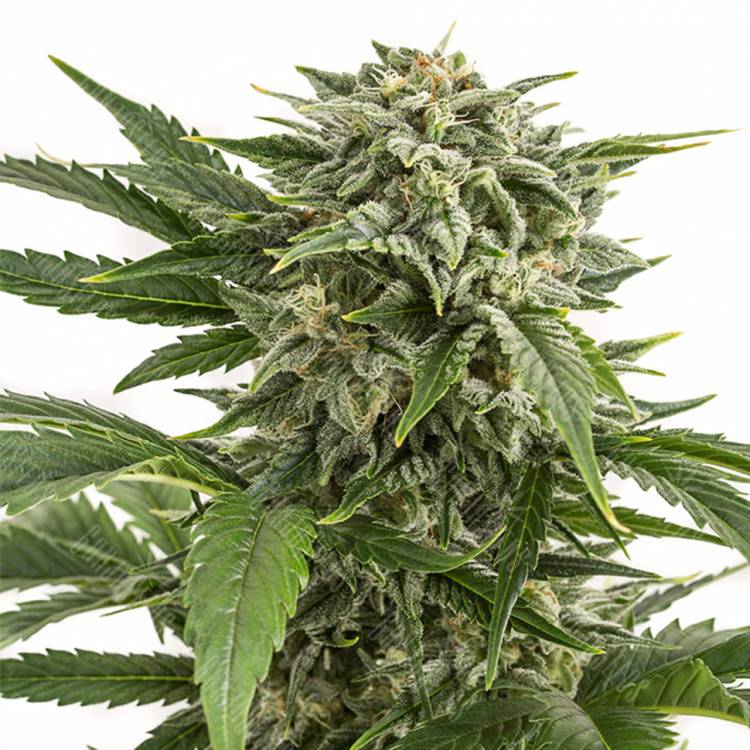 купить семена конопли Auto Bubba Kush feminised Dinafem Seeds