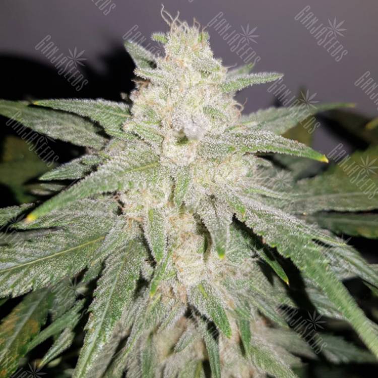 мощные семена конопли Auto Gelato feminised Fast Buds