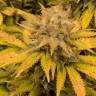 купить семена конопли Aurora Indica feminised Nirvana Seeds