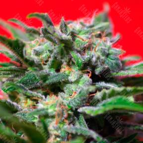 Ganesh Spirit feminised Sweet Seeds