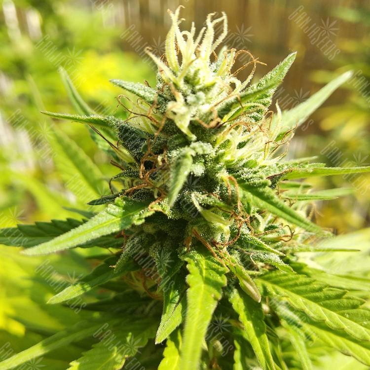 семена конопли для посадки купить Special Kush 1 feminised Royal Queen