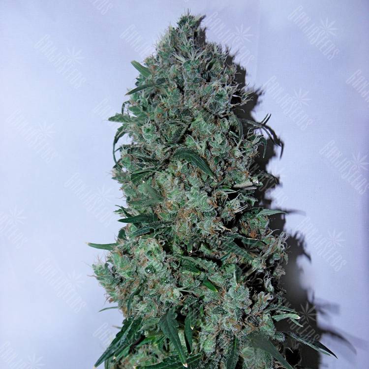 семена конопли с доставкой Psicodelicia feminised Sweet Seeds