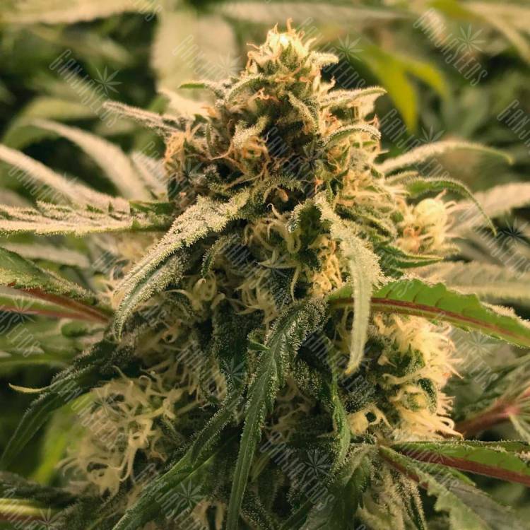 Семена конопли Auto Haze CBD feminised Ganja Seeds