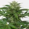 Семена марихуаны Auto Haze CBD feminised Ganja Seeds