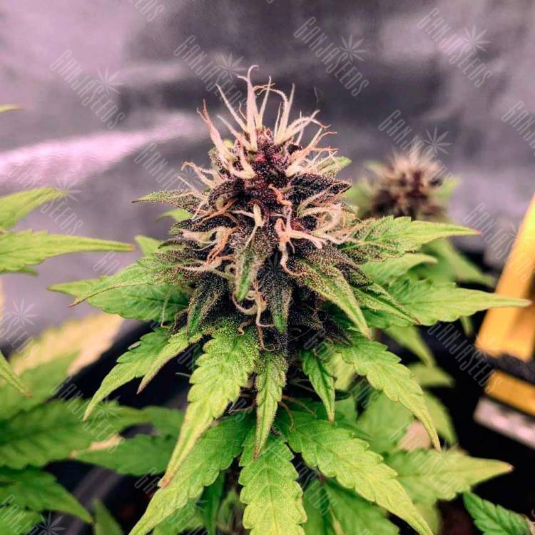 купить семенам конопли Auto Black Opium feminised Ganja Seeds