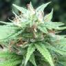 семена конопли курьером Auto Mango feminised