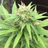 семена конопли сорта сатива Auto Mango feminised