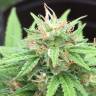 семена конопли для посадки купить Auto Mango feminised