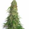 Brainstorm regular Ganja Seeds Brainstorm regular Ganja Seeds