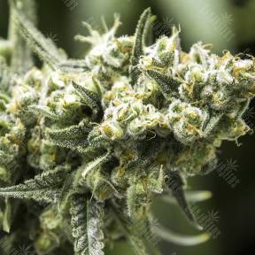 Brainstorm regular Ganja Seeds