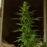 Auto Elektra feminised GanjaVIP Seeds Auto Elektra feminised GanjaVIP Seeds