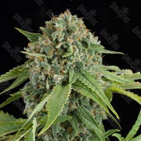 Auto Elektra feminised GanjaVIP Seeds