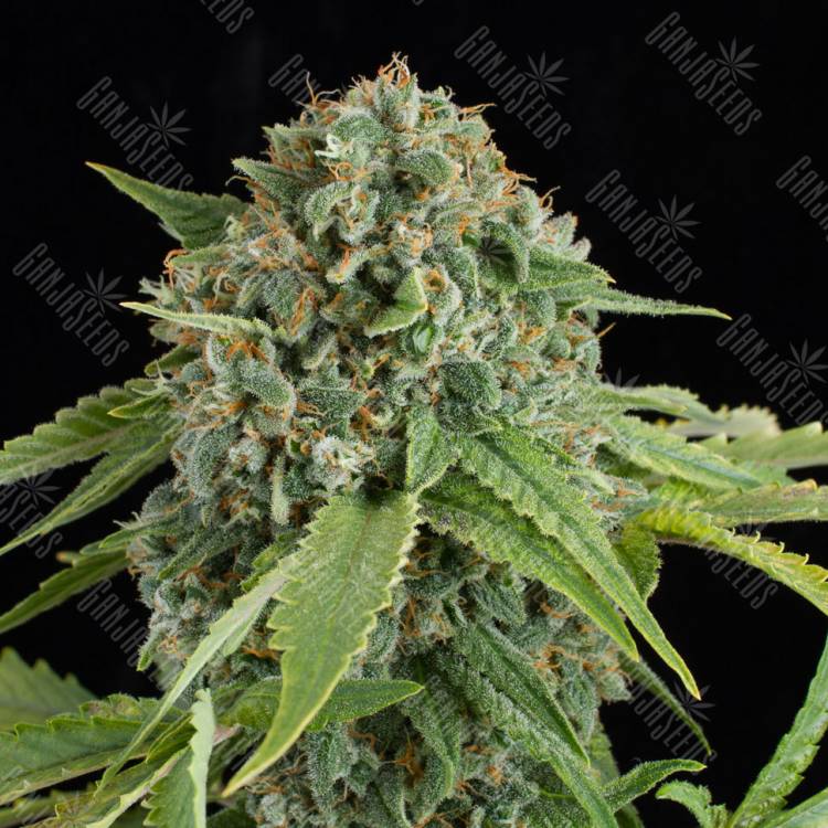Auto Elektra feminised GanjaVIP Seeds Auto Elektra feminised GanjaVIP Seeds