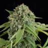 Auto Elektra feminised GanjaVIP Seeds Auto Elektra feminised GanjaVIP Seeds