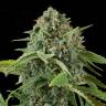 Auto Elektra feminised GanjaVIP Seeds Auto Elektra feminised GanjaVIP Seeds