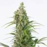 Auto Elektra feminised GanjaVIP Seeds Auto Elektra feminised GanjaVIP Seeds
