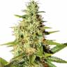 Auto Elektra feminised GanjaVIP Seeds Auto Elektra feminised GanjaVIP Seeds