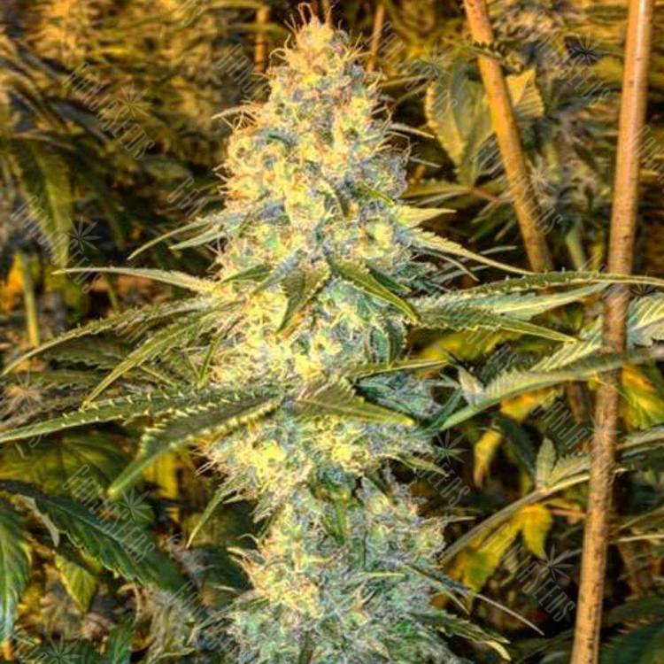 семена индийской конопли Super Silver Haze feminised Green House Seeds